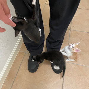 Meet your Posher, Samuel